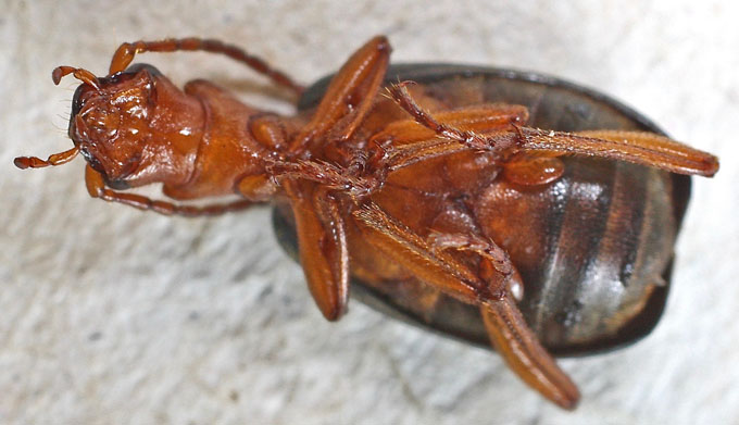 Carabidae:  Brachinus crepitans from Cyprus