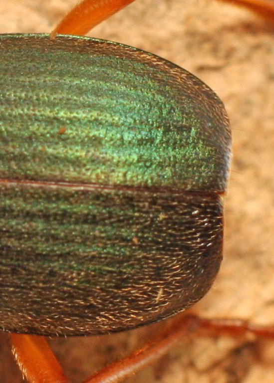 Carabidae:  Brachinus crepitans from Cyprus