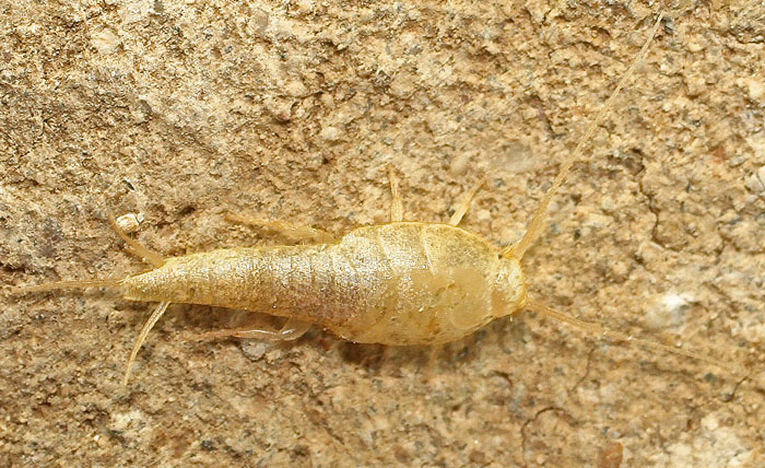 A second bristletail species from Cyprus