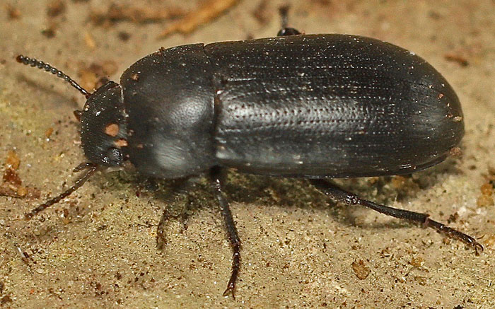 from Cyprus: Tenebrionidae Opatrini: cfr. Opatroides sp.