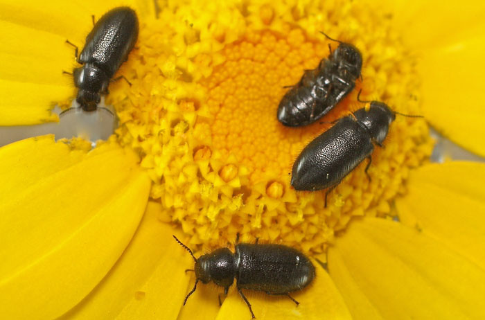 A small black hairy beetle from Cyprus: Aplocnemus syriacus, Dasytidae