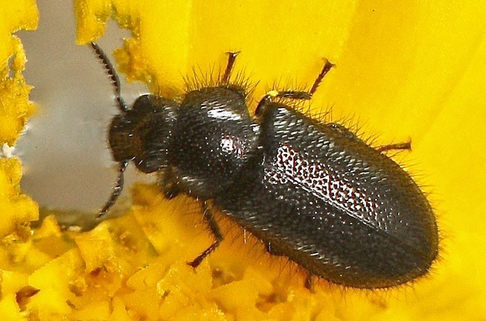 A small black hairy beetle from Cyprus: Aplocnemus syriacus, Dasytidae