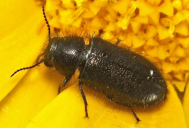 A small black hairy beetle from Cyprus: Aplocnemus syriacus, Dasytidae