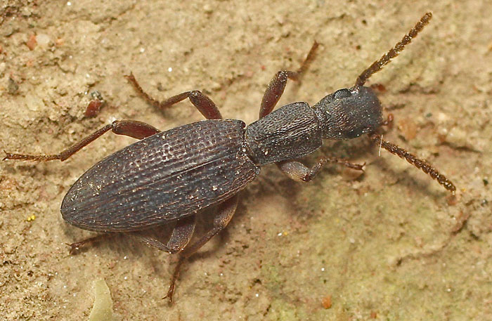 from Cyprus: Tenebrionidae Stenosini: cfr. Stenosis sp.