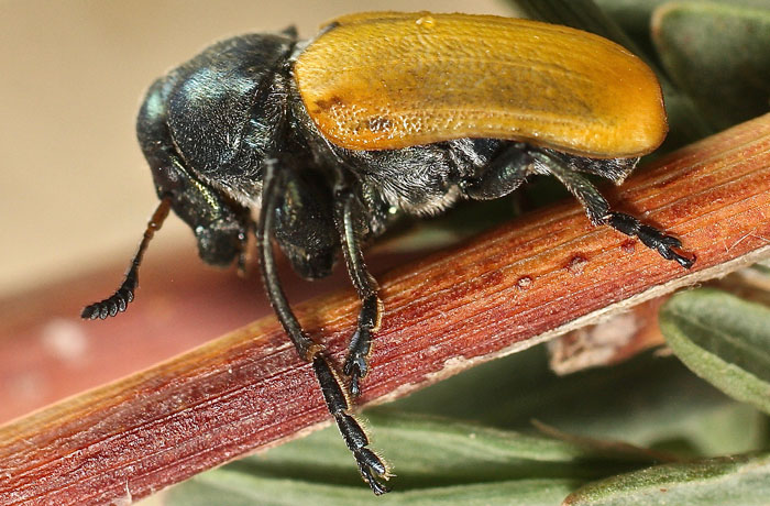 from Cyprus: Chrysomelidae, Labidostomis sp, male
