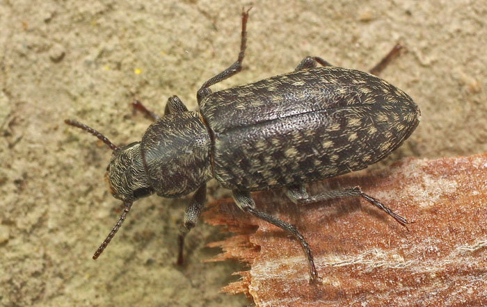 from Cyprus: Tenebrionidae Epitragini, Hymatismus villosus