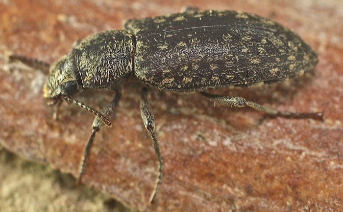 from Cyprus: Tenebrionidae Epitragini, Hymatismus villosus