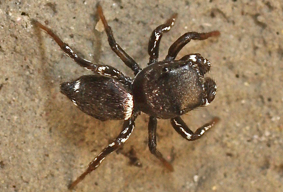 A Salticid spider from Cyprus