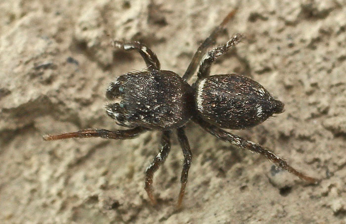 A Salticid spider from Cyprus