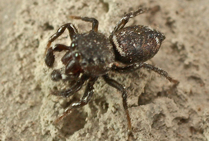 A Salticid spider from Cyprus