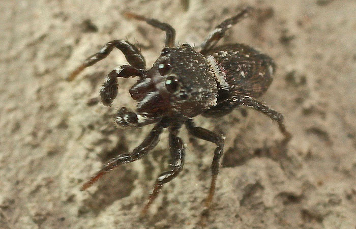 A Salticid spider from Cyprus