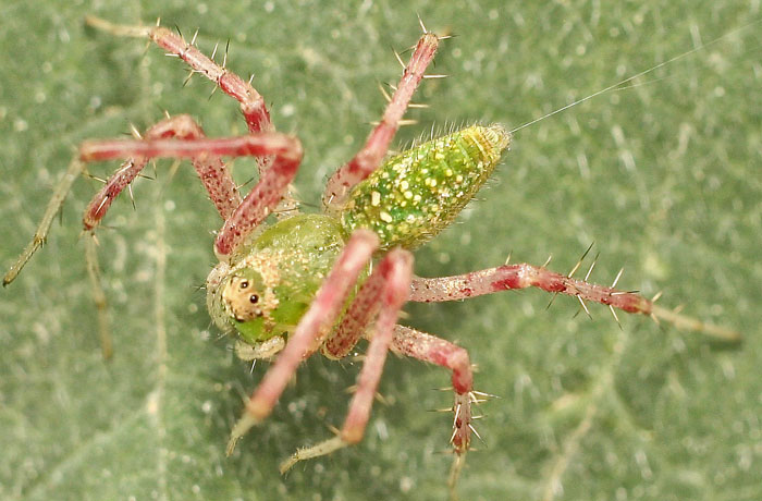 Peucetia arabica from Cyprus