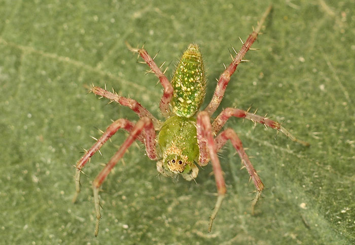 Peucetia arabica from Cyprus