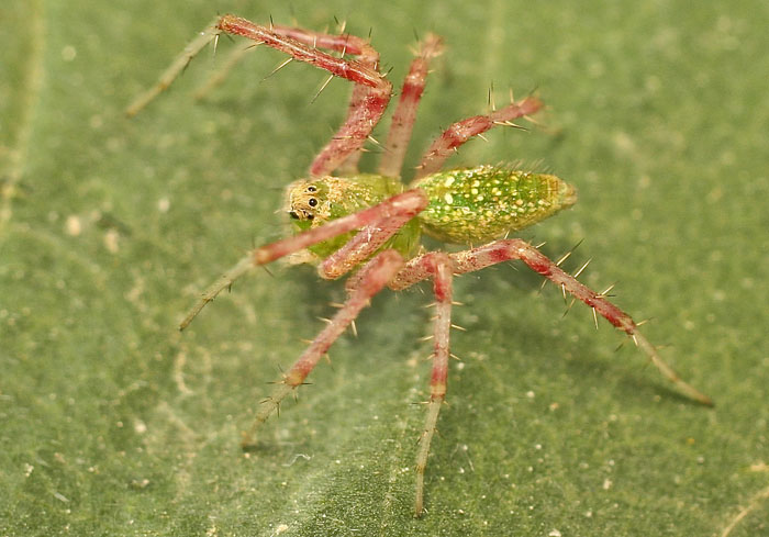 Peucetia arabica from Cyprus