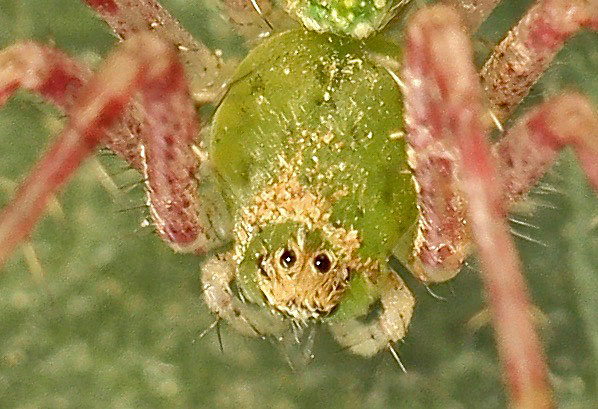 Peucetia arabica from Cyprus