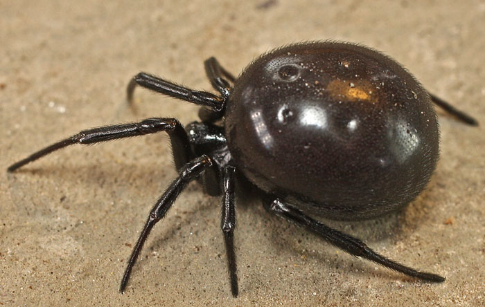 Steatoda cfr. paykulliana - Mehmetcik (isola di Cipro)