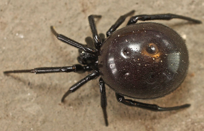 Steatoda cfr. paykulliana - Mehmetcik (isola di Cipro)