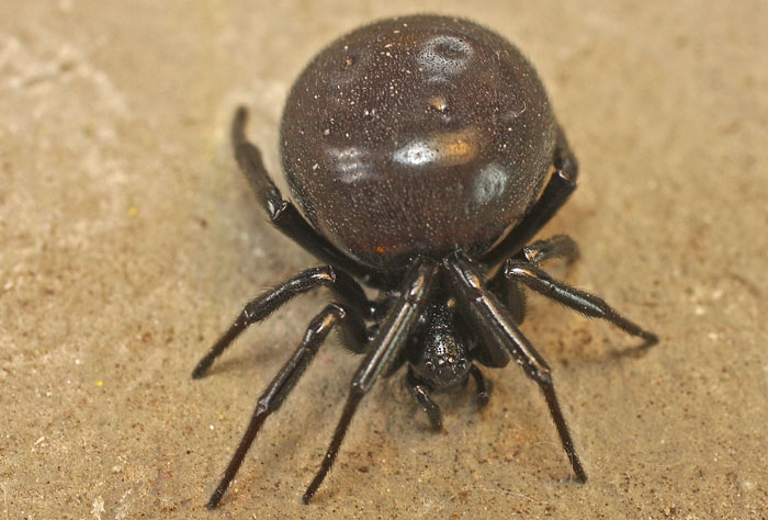 Steatoda cfr. paykulliana - Mehmetcik (isola di Cipro)