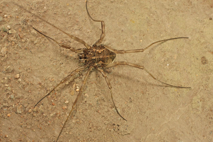 A harvestman species from Cyprus:  Mitopus cfr. morio (Phalangiidae)