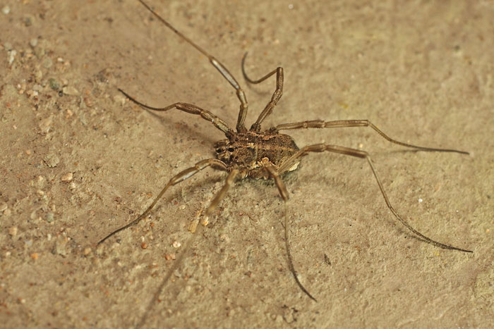 A harvestman species from Cyprus:  Mitopus cfr. morio (Phalangiidae)