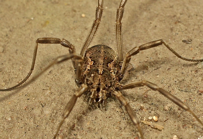 A harvestman species from Cyprus:  Mitopus cfr. morio (Phalangiidae)