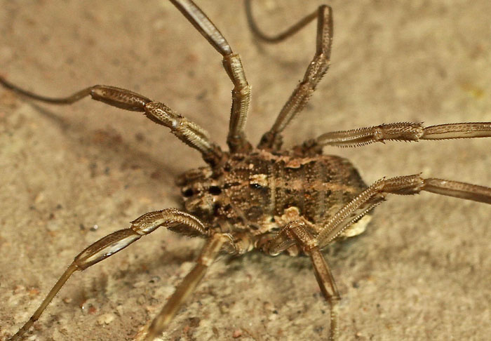 A harvestman species from Cyprus:  Mitopus cfr. morio (Phalangiidae)