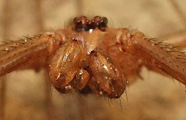 A harvestman species from Cyprus:  Mitopus cfr. morio (Phalangiidae)