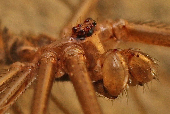 A harvestman species from Cyprus:  Mitopus cfr. morio (Phalangiidae)