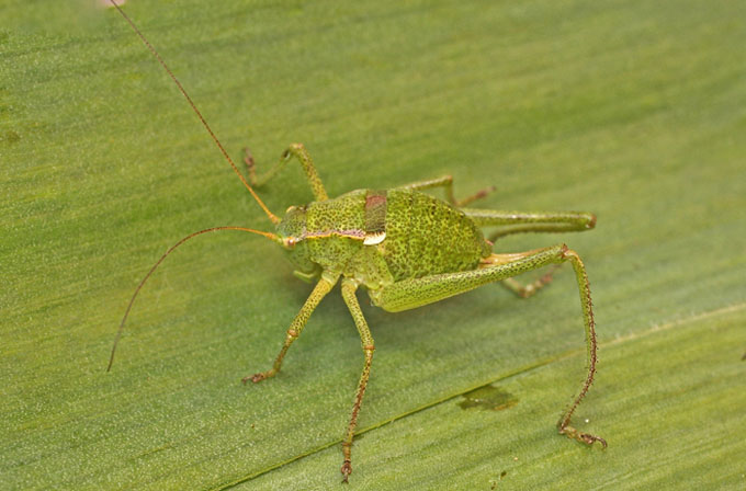 A Tettigoniid from Cyprus