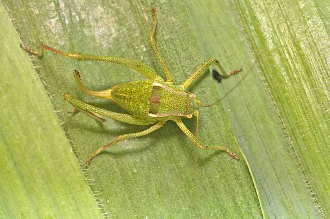 A Tettigoniid from Cyprus