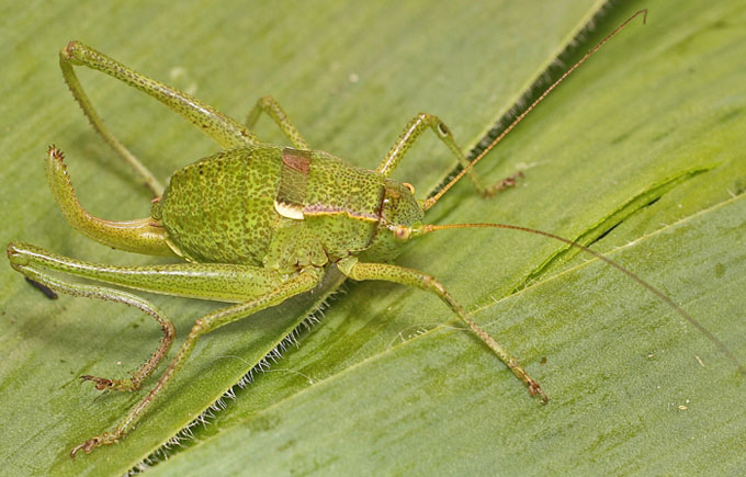 A Tettigoniid from Cyprus