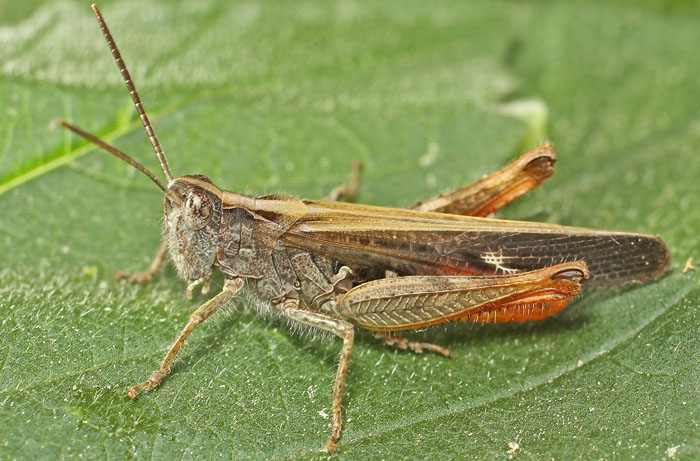 A grasshopper species from Cyprus possibly Chorthippus bornhalmi