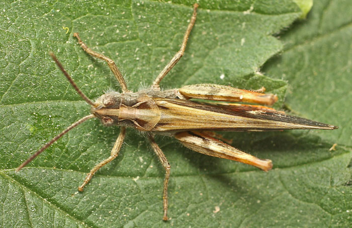 A grasshopper species from Cyprus possibly Chorthippus bornhalmi