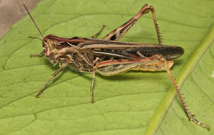 a colourful grasshopper species from Cyprus