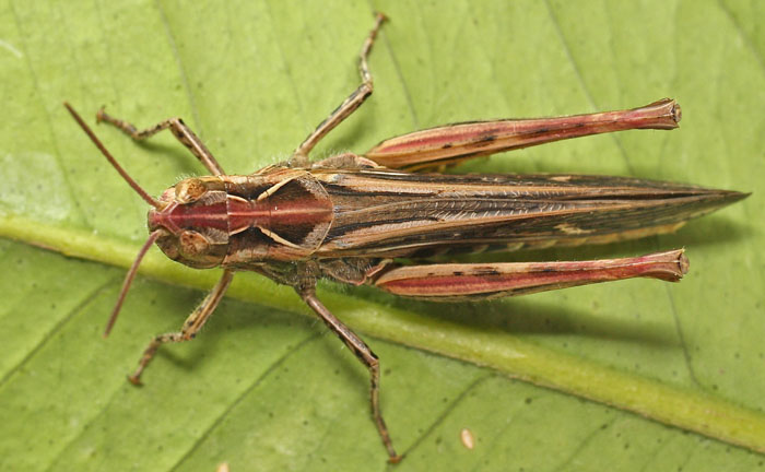 a colourful grasshopper species from Cyprus