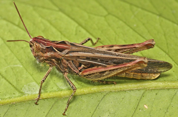 a colourful grasshopper species from Cyprus