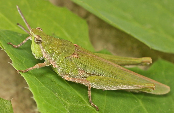 a green grasshopper species from Cyprus