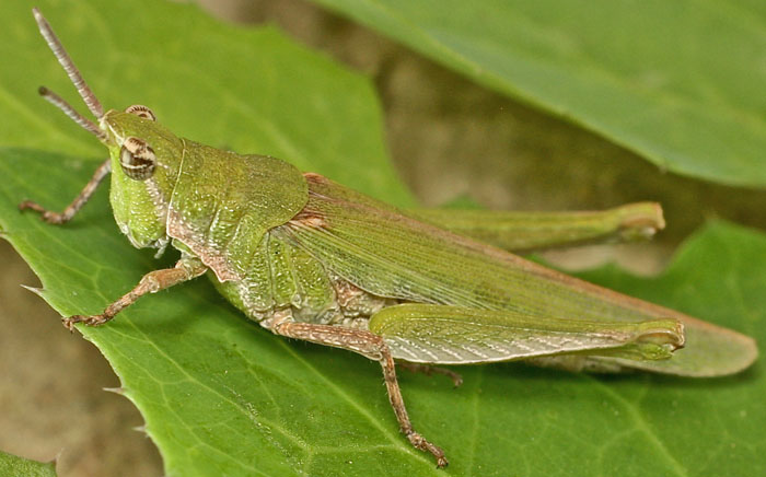 a green grasshopper species from Cyprus