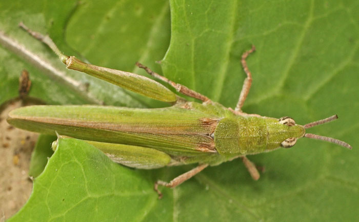 a green grasshopper species from Cyprus