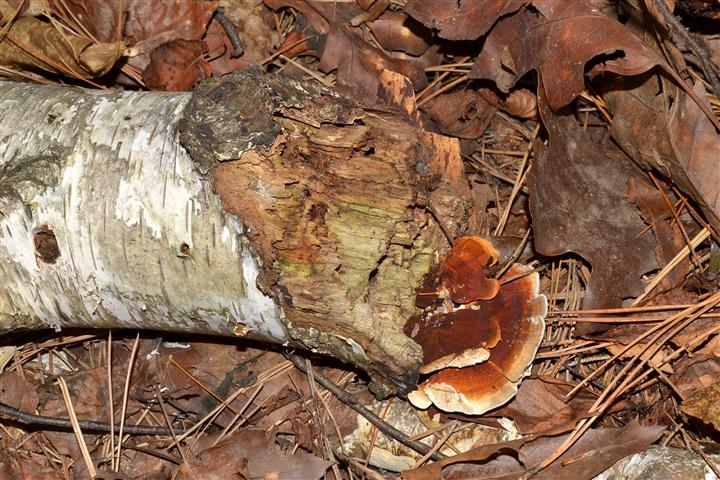 Daedaleopsis  tricolor? (Daedaleopsis  tricolor)