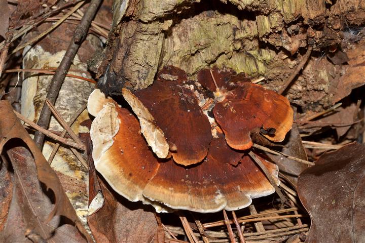 Daedaleopsis  tricolor? (Daedaleopsis  tricolor)