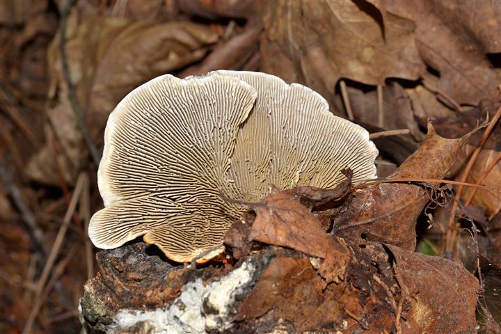 Daedaleopsis  tricolor? (Daedaleopsis  tricolor)