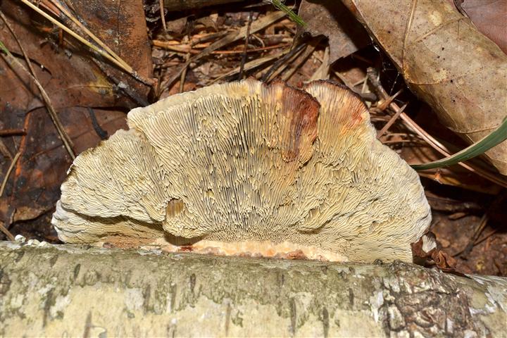 Daedaleopsis  tricolor? (Daedaleopsis  tricolor)