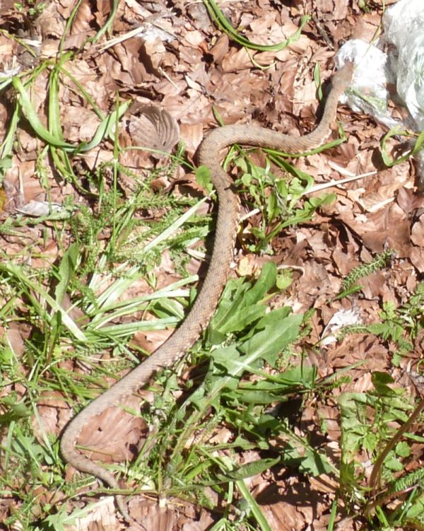 Vipera aspis francisciredi