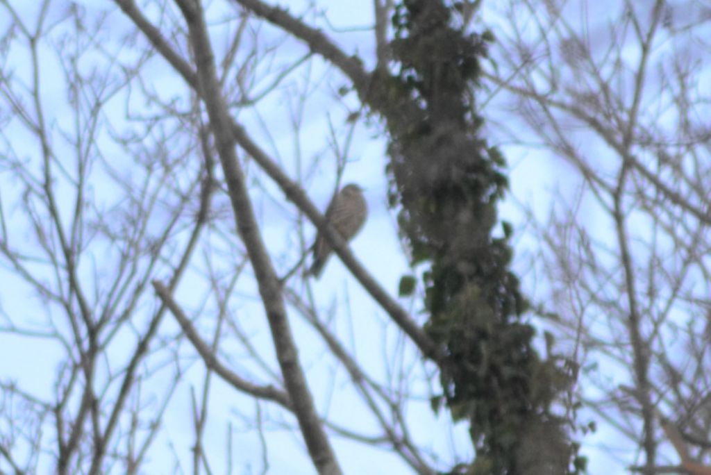 ID: Tordela (Turdus viscivurus)