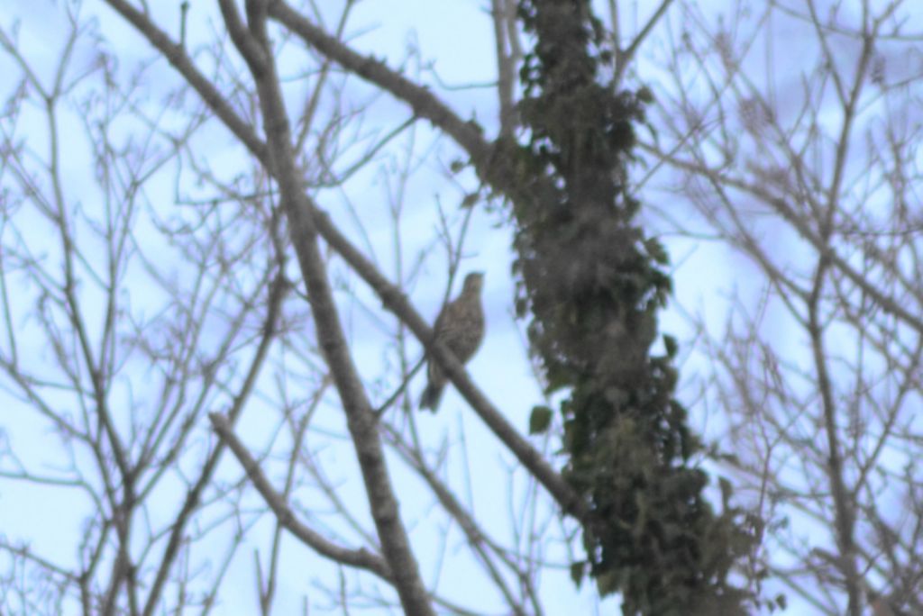 ID: Tordela (Turdus viscivurus)