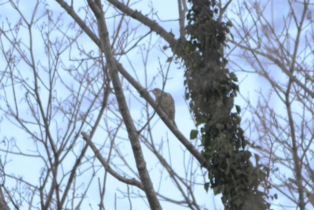 ID: Tordela (Turdus viscivurus)