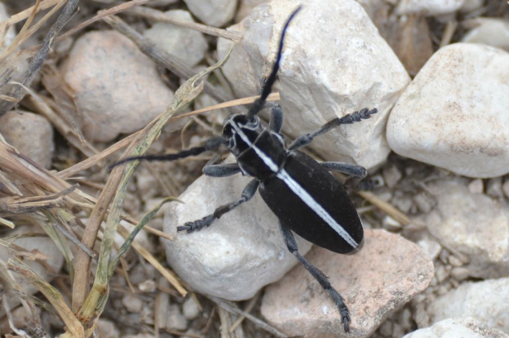 Cerambycidae:  Dorcadion arenarium marsicanum, maschio