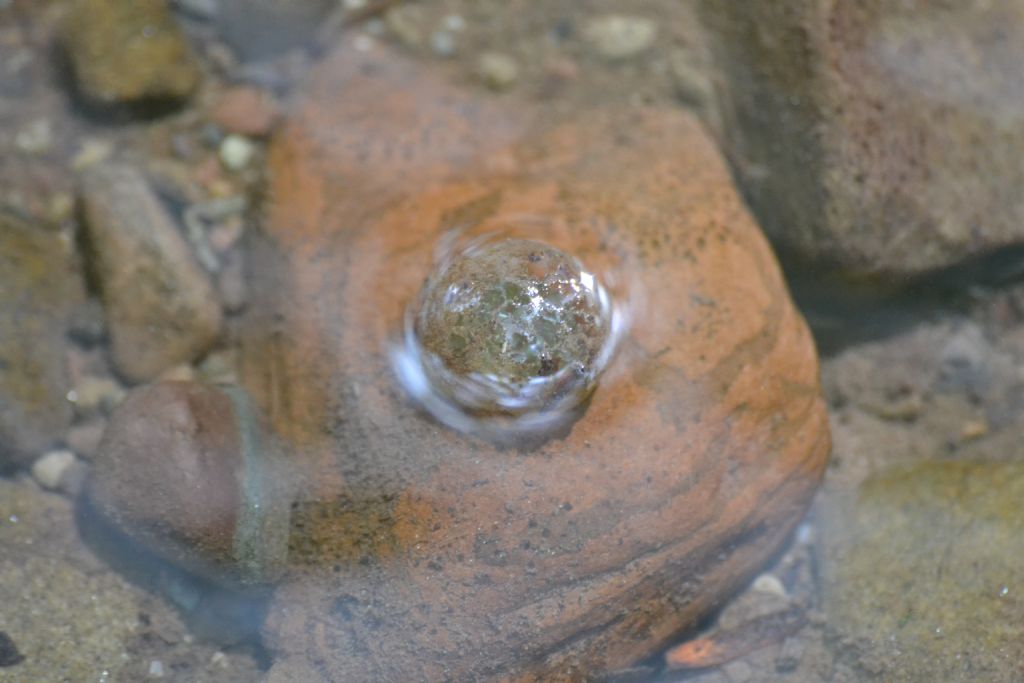 Uova di mollusco?