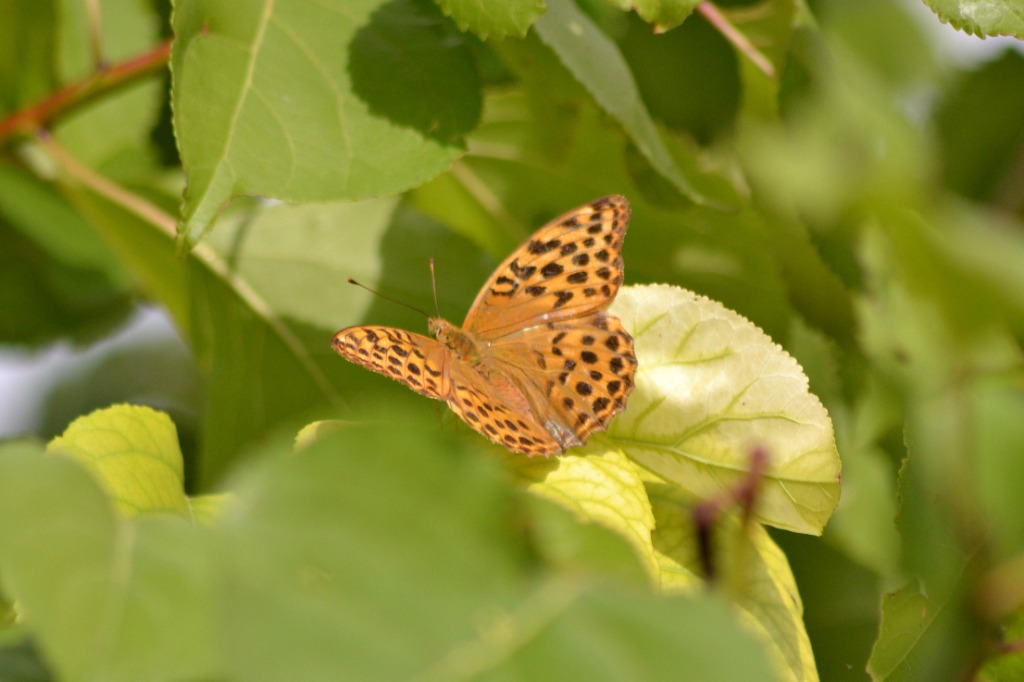 Argynnis?